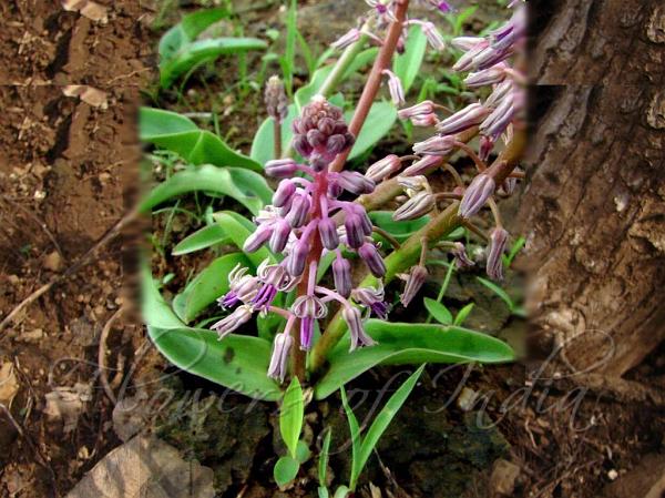South Indian Squill